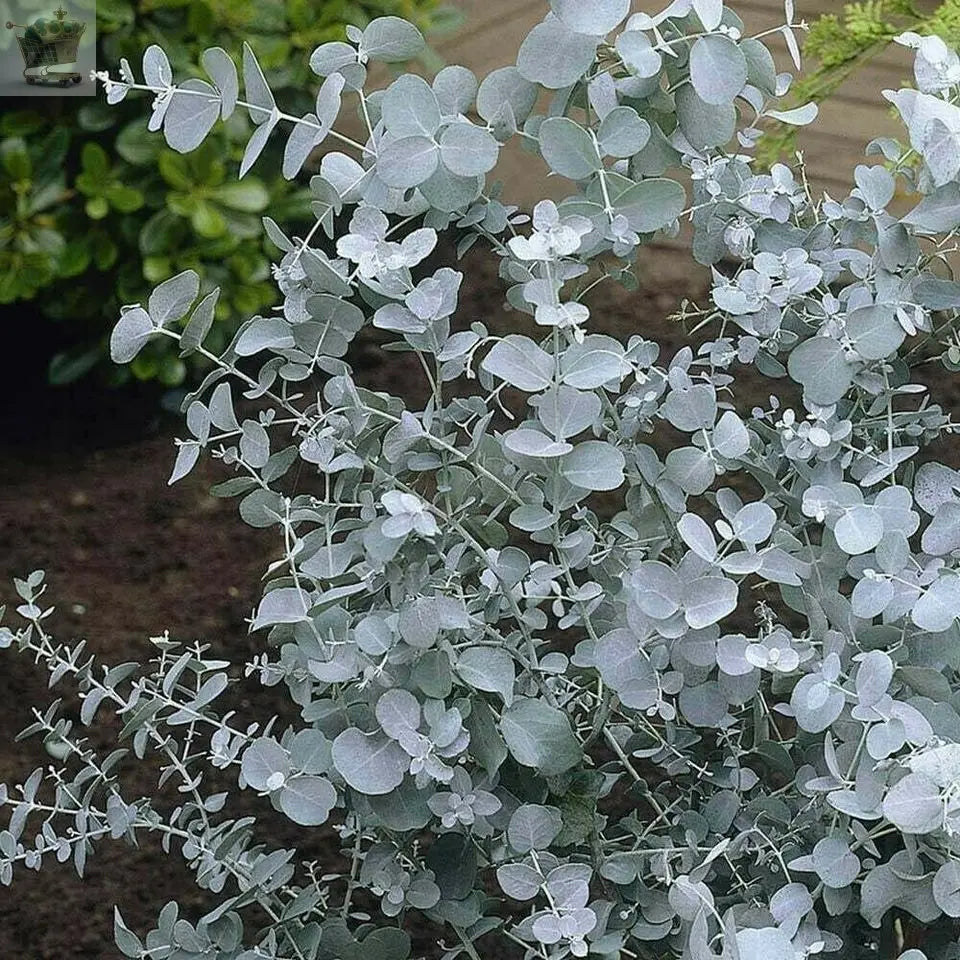 1 Eucalyptus Tree - Eucalyptus Gunnii - Cider Gum - 45cm- Plant Now Gearcourt