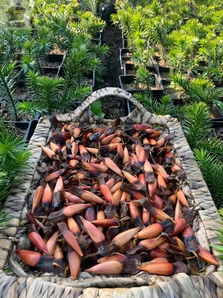 plant monkey puzzle seeds 10 Monkey Puzzle Tree (Araucaria Arancana) Seeds. Fertile full viable – Royalcart