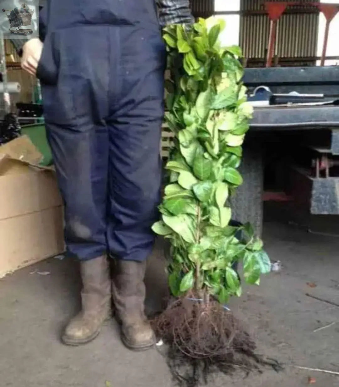 2-3ft Cherry Laurel Hedging Evergreen Plants Bare Root Multi Stem A+ Grade Royalcart