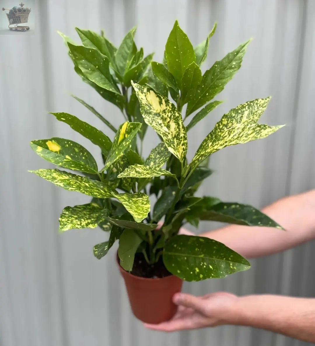 2 Aucuba japonica 'Variegata' | Spotted Laurel | Bushy, Evergreen Shrub (40cm) - Royalcart
