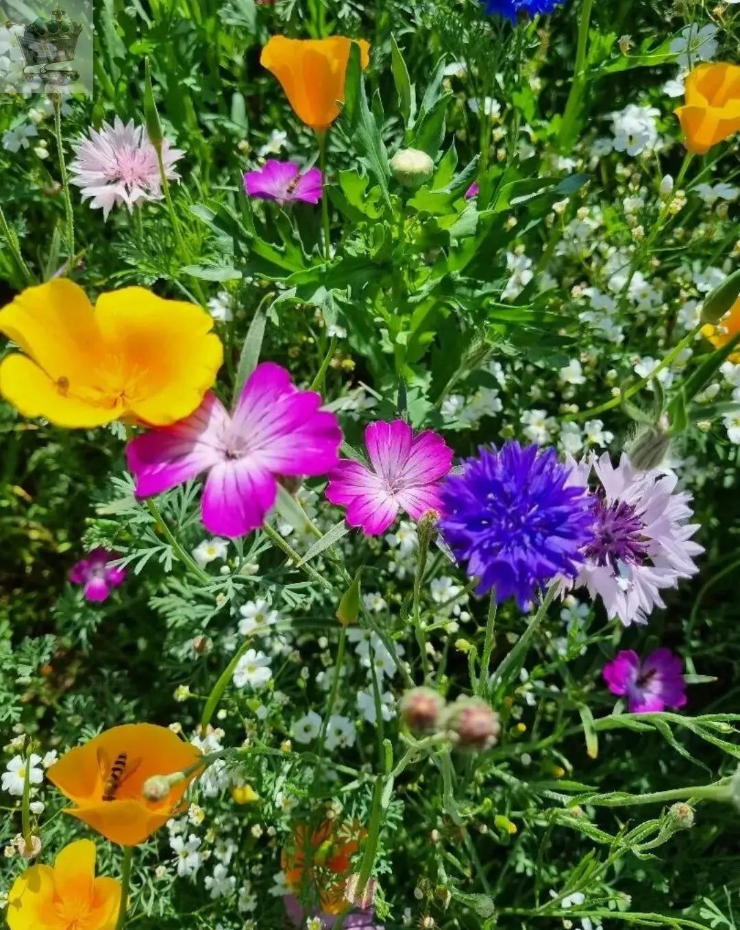 25g Wild Flower Meadow Seeds BUY 1 get 1 FREE Wild Scented Bee Mix 149 - Royalcart