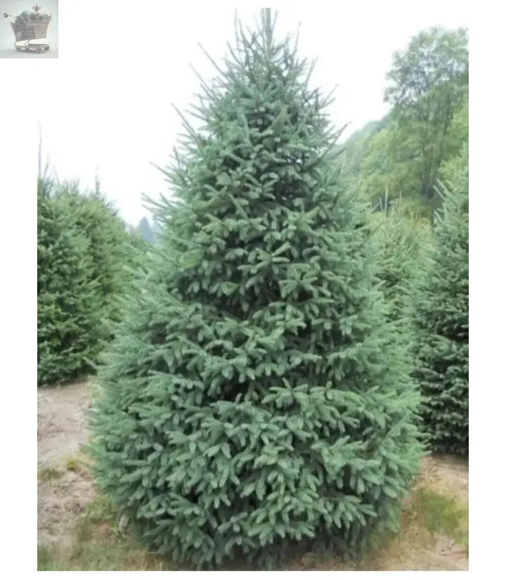 2x Picea Glauca Christmas Trees , Very Healthy And Cheap Approx 35-40cm Royalcart