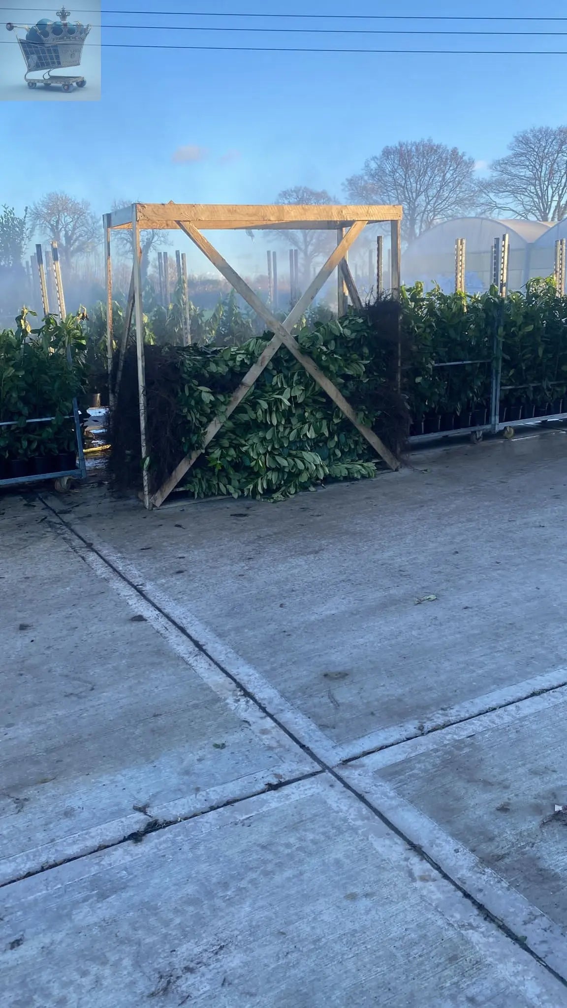 3-4ft tall Cherry Laurel Garden Evergreen hedge plants low maintenance bare root hedging Royalcart