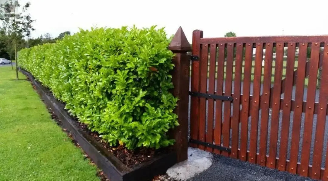 5 Cherry Laurel Hedging 3-4ft Evergreen Plants Multi Stem A+ 3 Litre Pots Royalcart
