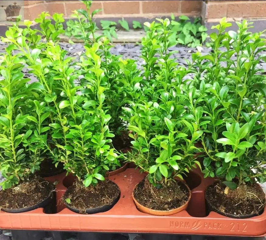 potted hedge plants 50 Box Hedging Plants 20-40cm Buxus Sempervirens Dense Evergreen Hedge – Royalcart
