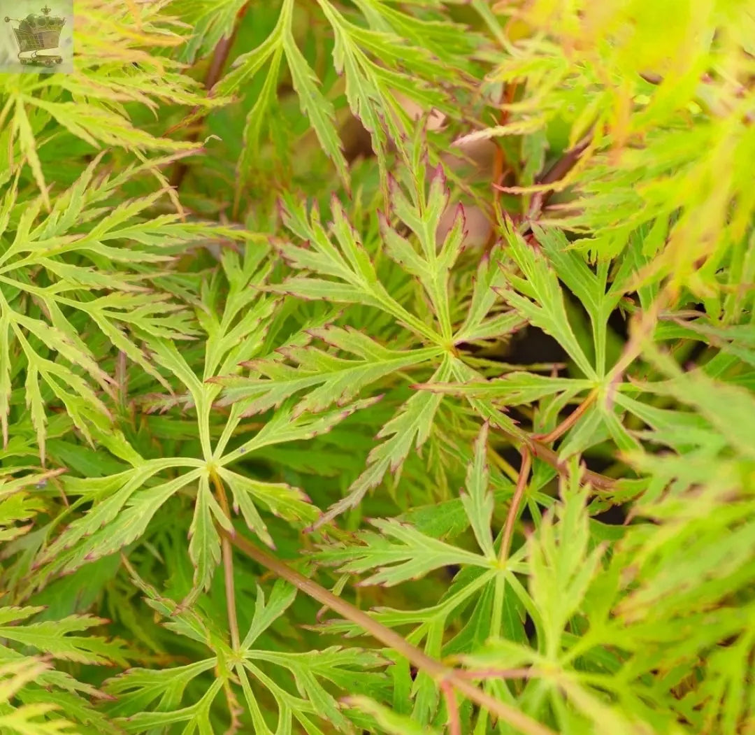 Acer Palmatum Hardy Tree Plant 'Emerald Lace' 50-70cm inc Pot Gearcourt