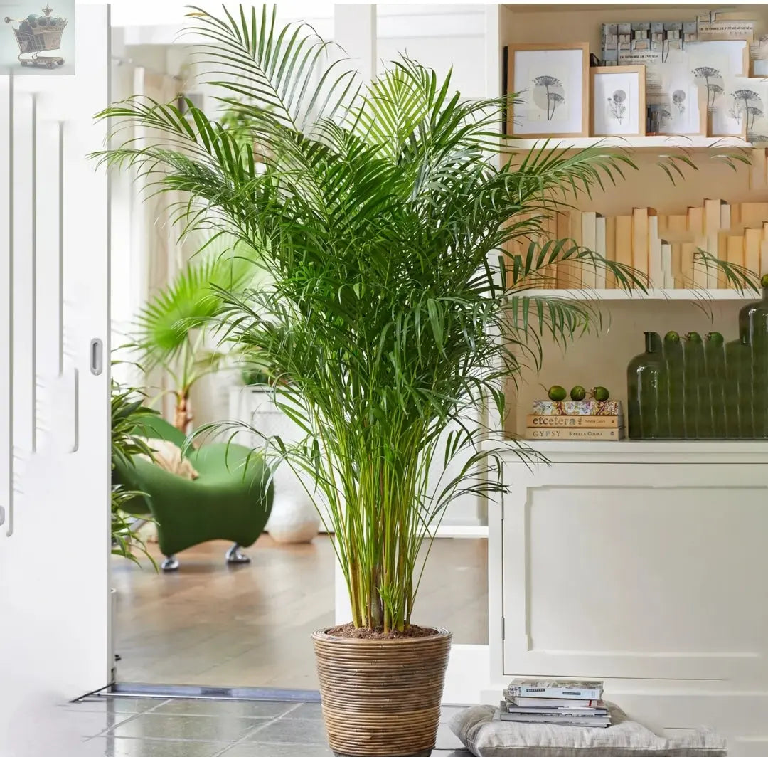 real palm plants Areca Palm Large Indoor House Plant Real Tropical Exotic Evergreen – Royalcart