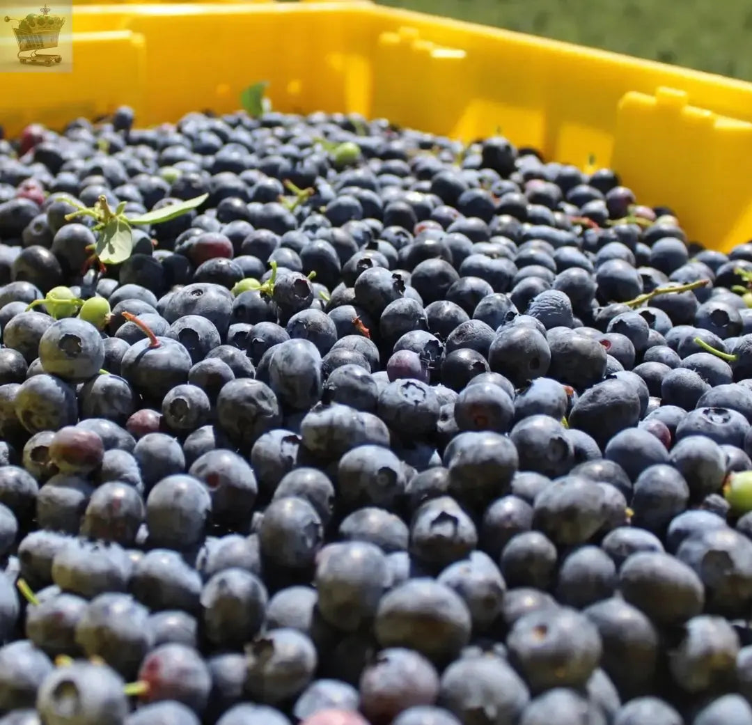 Blueberry bush Duke - Vaccinium corymbosum | Outdoor Fruit Shrub Plant 9cm Pot Royalcart