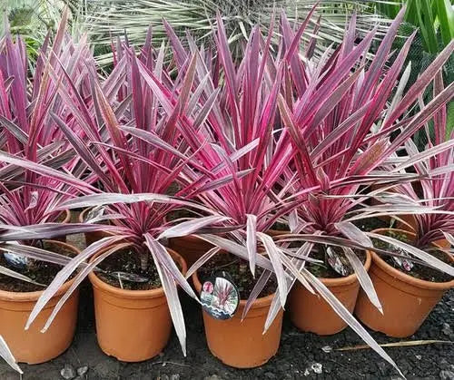 Cordyline australis 'Pink Passion' Cabbage Palm Herbaceous Shrub | 9cm Pot Royalcart