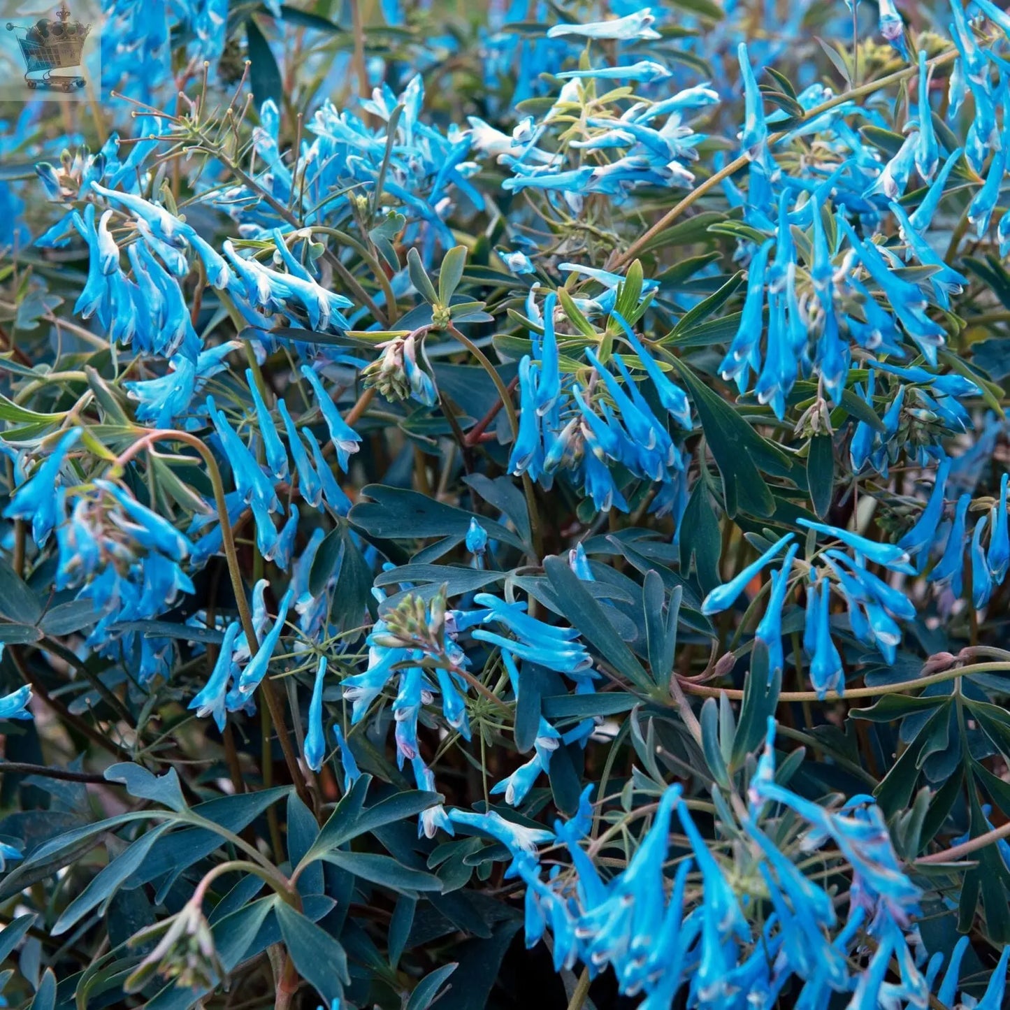 Corydalis Porcelain Blue | Perennial Plants Outdoor Garden Ready Plant in Pot Royalcart