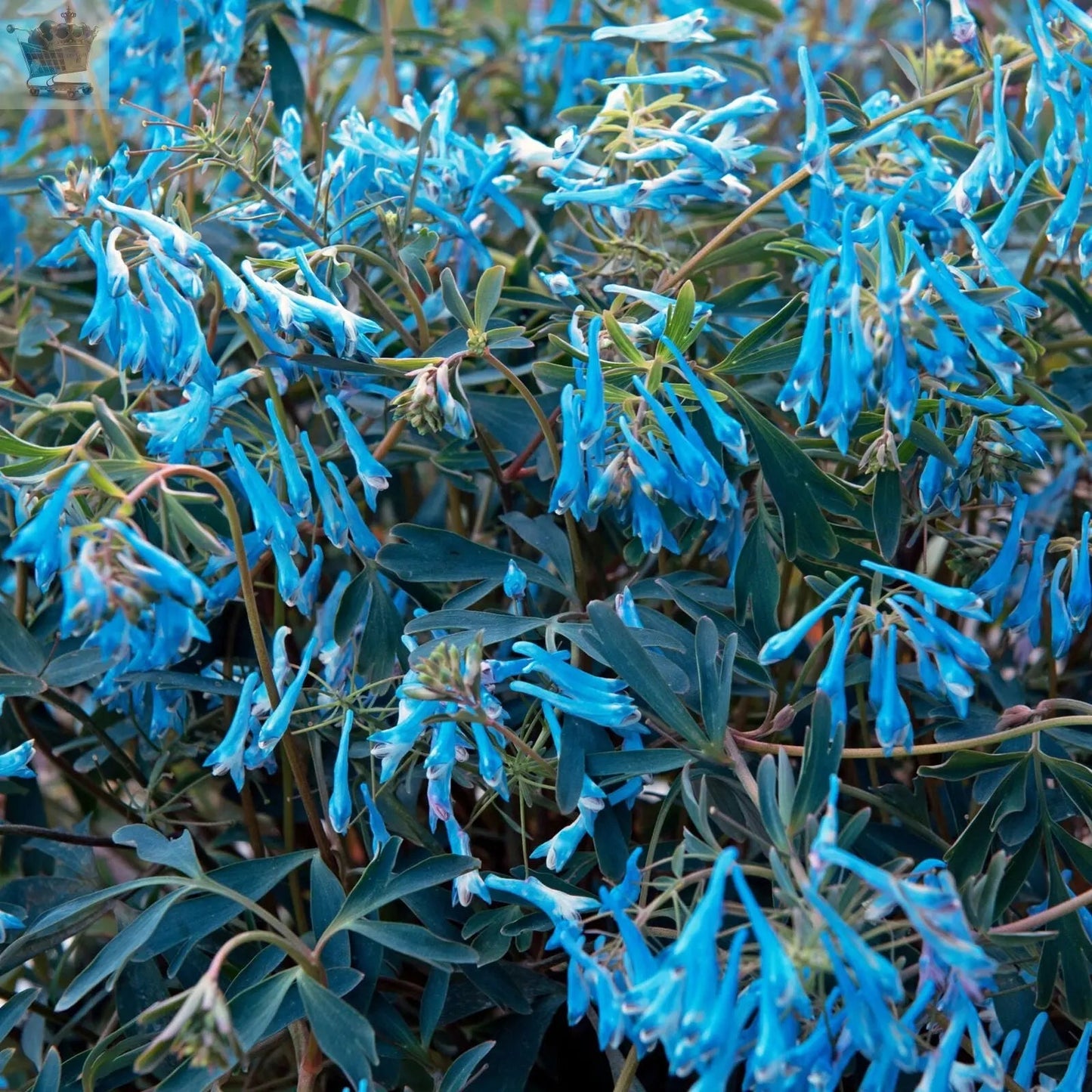 Corydalis Porcelain Blue | Perennial Plants Outdoor Garden Ready Plant in Pot Royalcart