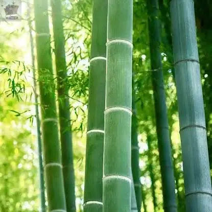 GIANT MOSO BAMBOO Viable Seeds UK Stock - FREE POSTAGE Royalcart