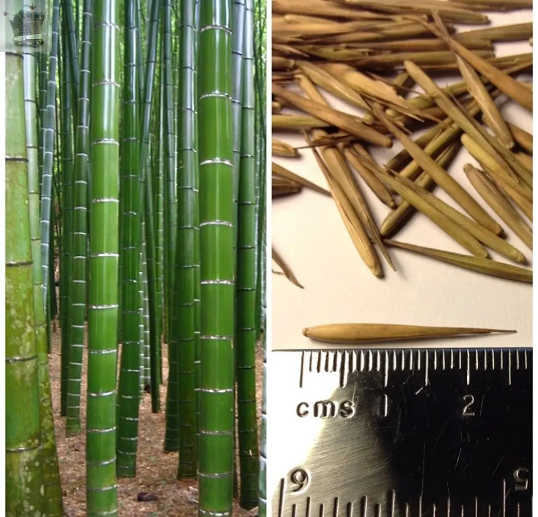 GIANT MOSO BAMBOO Viable Seeds UK Stock - FREE POSTAGE Royalcart
