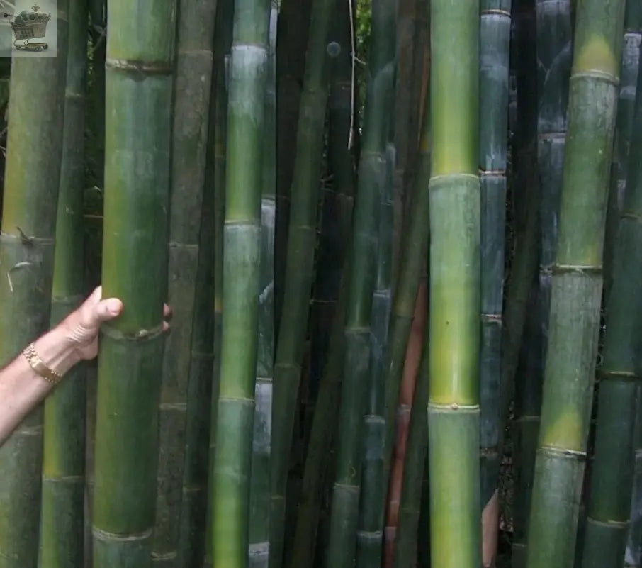 GIANT MOSO BAMBOO Viable Seeds UK Stock - FREE POSTAGE Royalcart