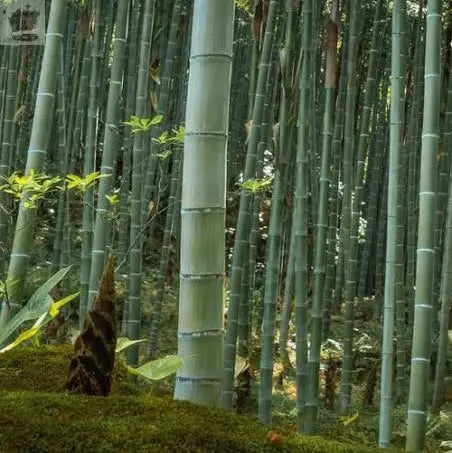 GIANT MOSO BAMBOO Viable Seeds UK Stock - FREE POSTAGE Royalcart