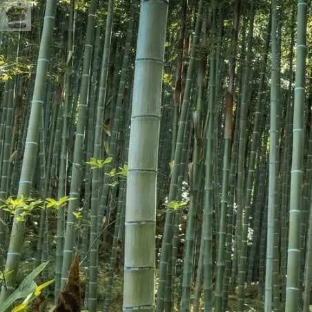 GIANT MOSO BAMBOO Viable Seeds UK Stock - FREE POSTAGE Royalcart