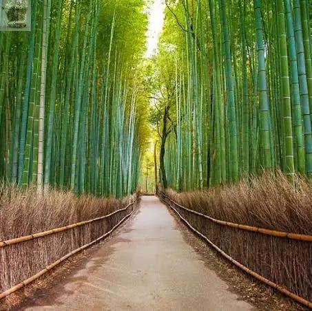 GIANT MOSO BAMBOO Viable Seeds UK Stock - FREE POSTAGE Royalcart