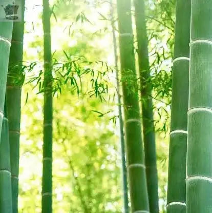 GIANT MOSO BAMBOO Viable Seeds UK Stock - FREE POSTAGE Royalcart