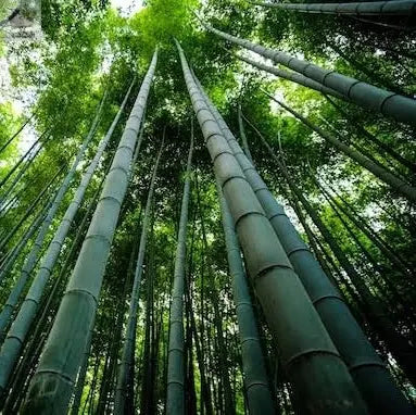 GIANT MOSO BAMBOO Viable Seeds UK Stock - FREE POSTAGE Royalcart