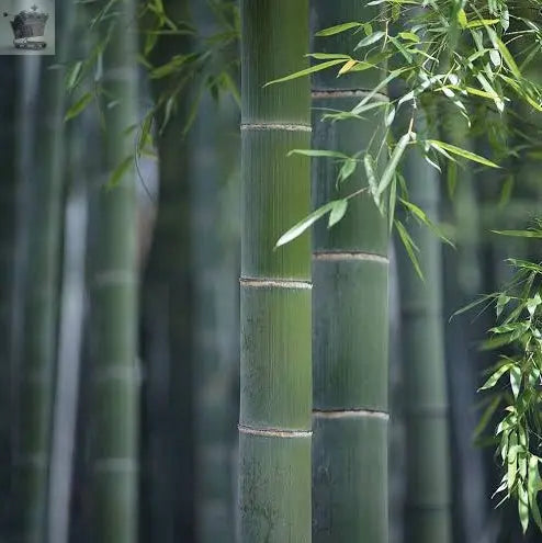 GIANT MOSO BAMBOO Viable Seeds UK Stock - FREE POSTAGE Royalcart