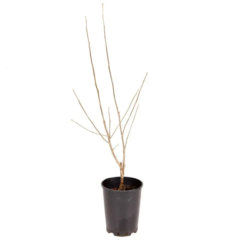 Hibiscus Marina plant in 3L pot Royalcart
