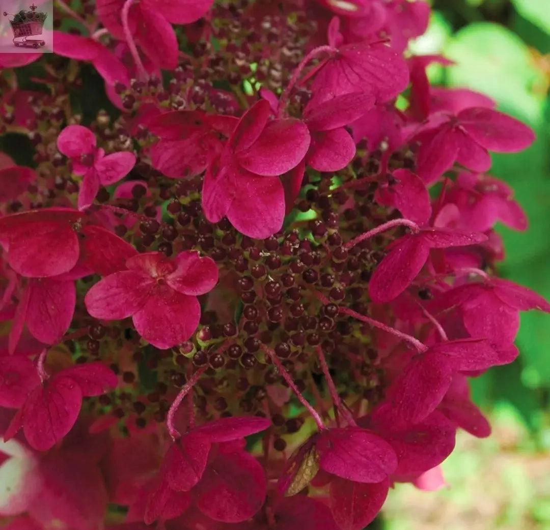 Hydrangea paniculata Wims Red Compact Deciduous Potted Shrub Garden Plant Royalcart