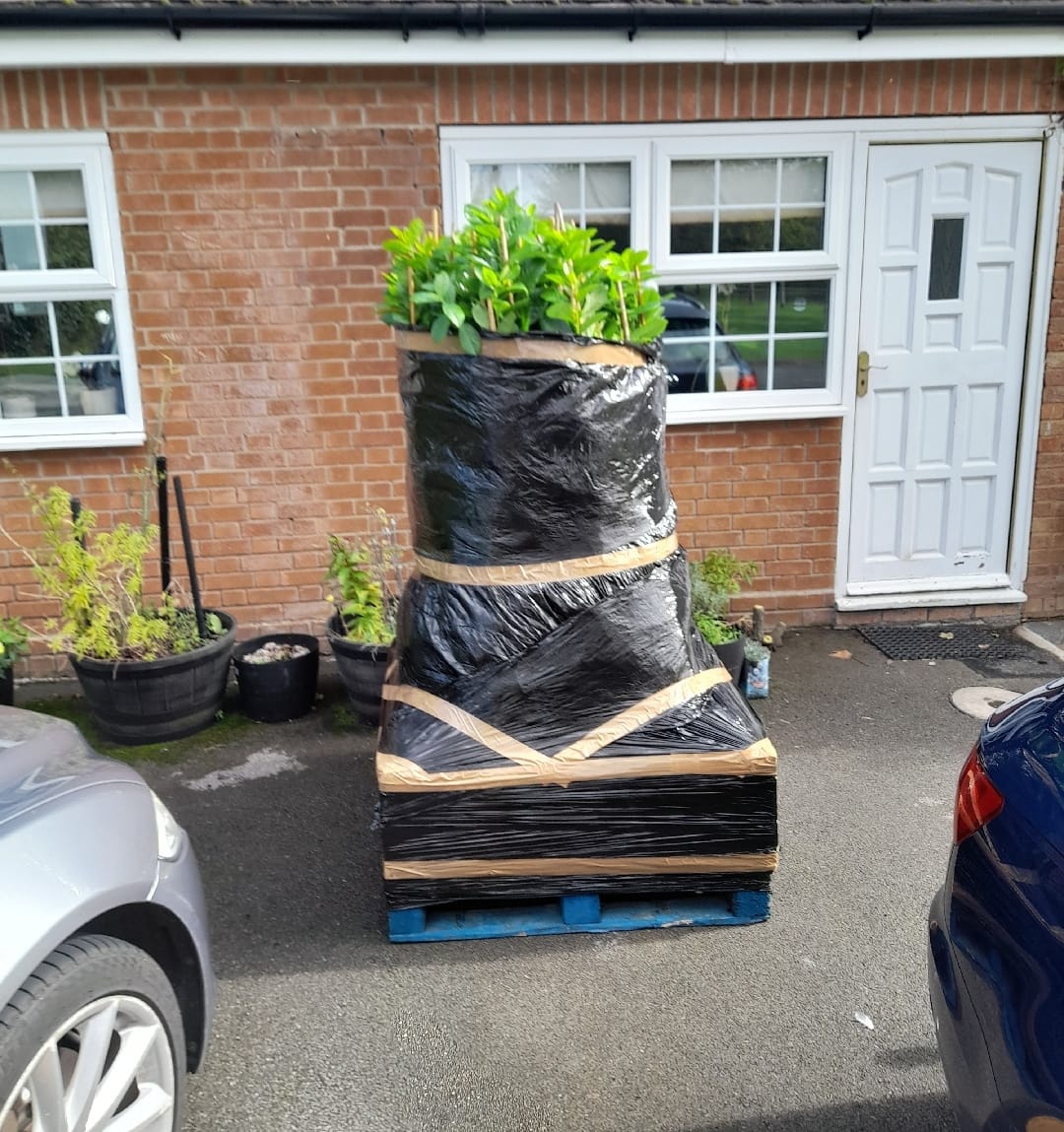 Prunus Cherry Laurel Hedging Plants 4-5ft Large Pack of 10 in 3 Litre Pots Royalcart