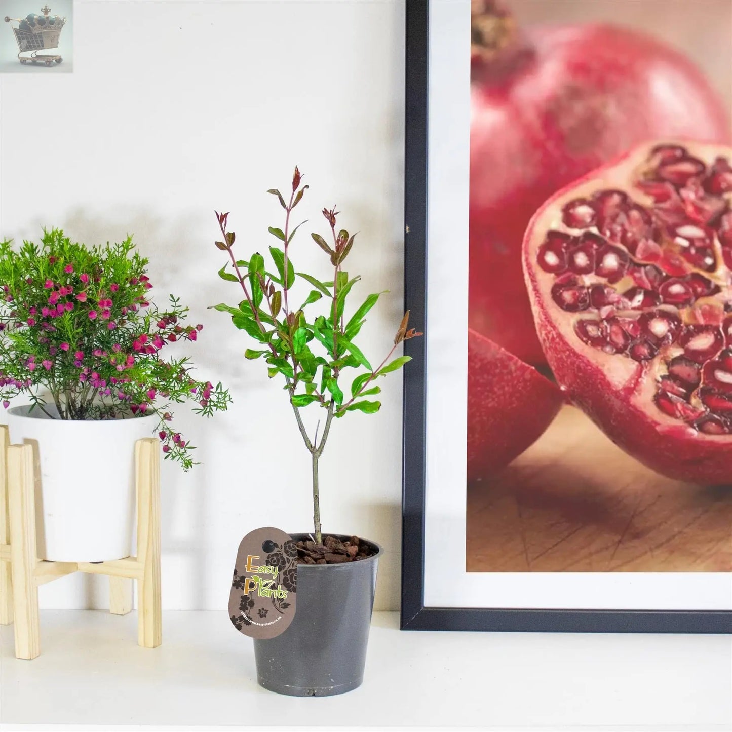 Pomegranate Plant - Punica Provence Tree - 9cm Pot Ready to Plant Royalcart