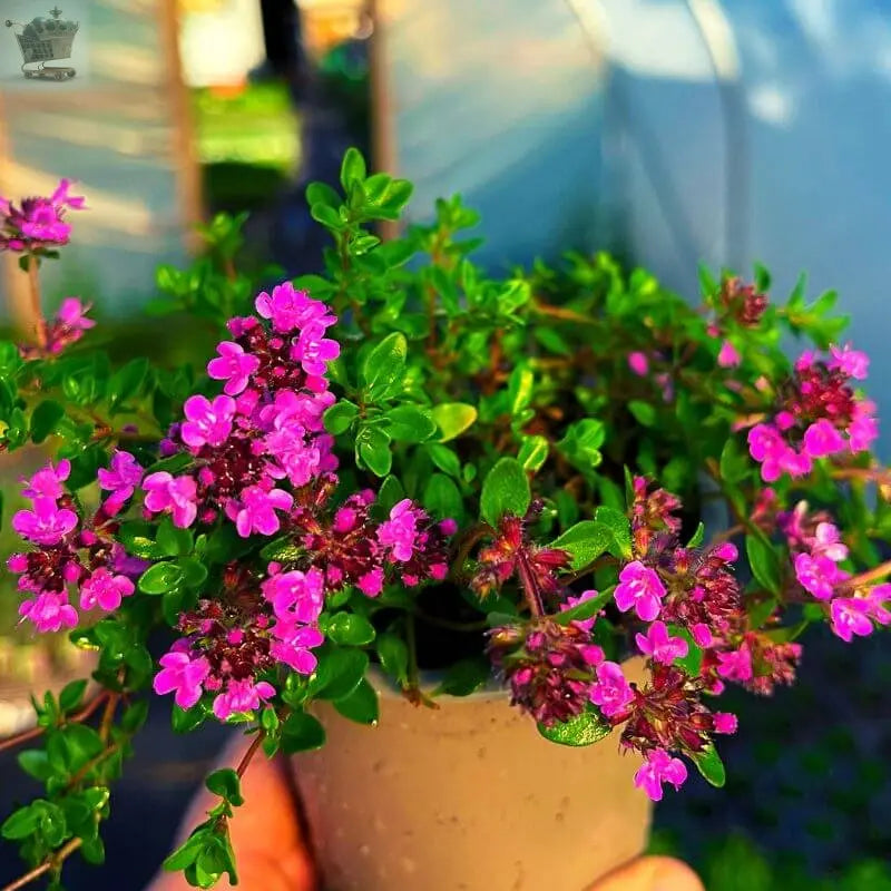 Thyme Creeping Red - 1 Plant - Garden Kitchen Herb for Cooking Planters Pot Royalcart