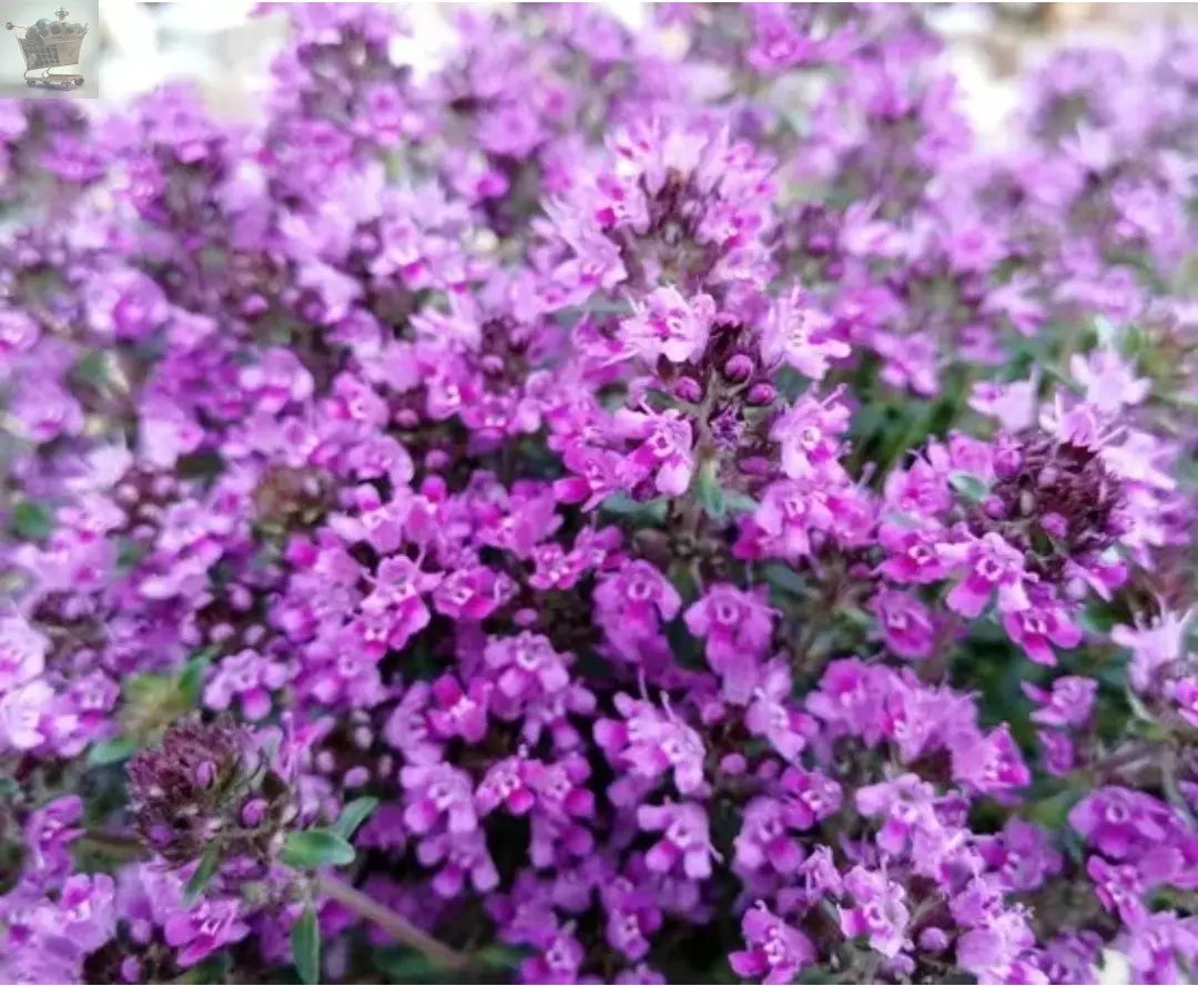 Thyme creeping red herb plant 9cm pots - attracts wildlife Royalcart