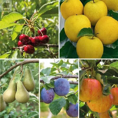 Two Apples, One Pear, One Plum & One Cherry - 5 Trees Royalcart