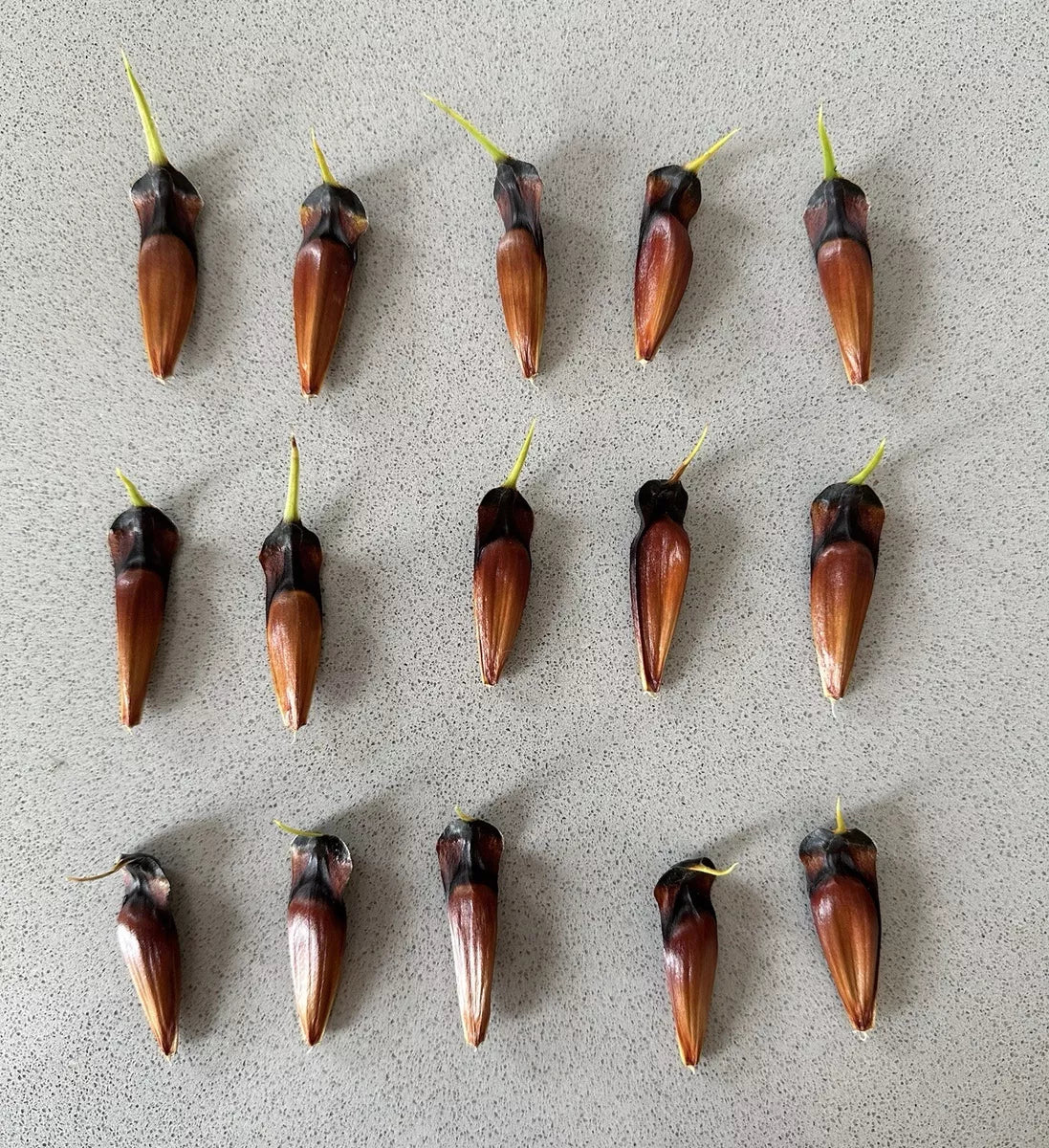 10 Monkey Puzzle Tree (Araucaria Arancana) Seeds. Fertile full viable seeds