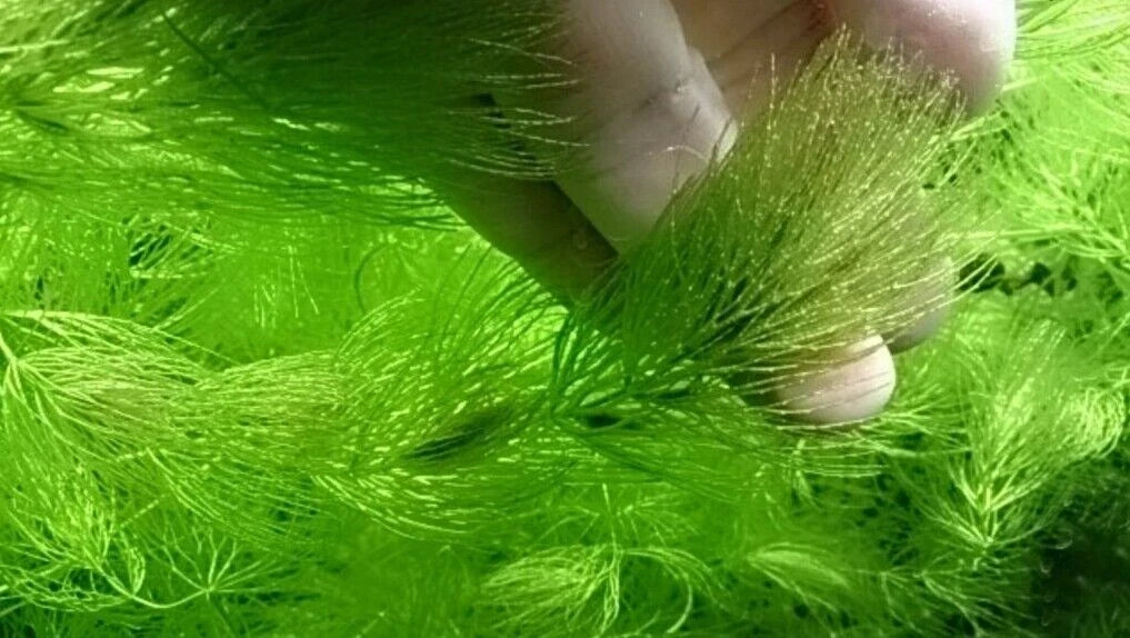 8x Ceratophyllum Demersum - Hornwort Live Aquarium Oxygenating Pond Plant