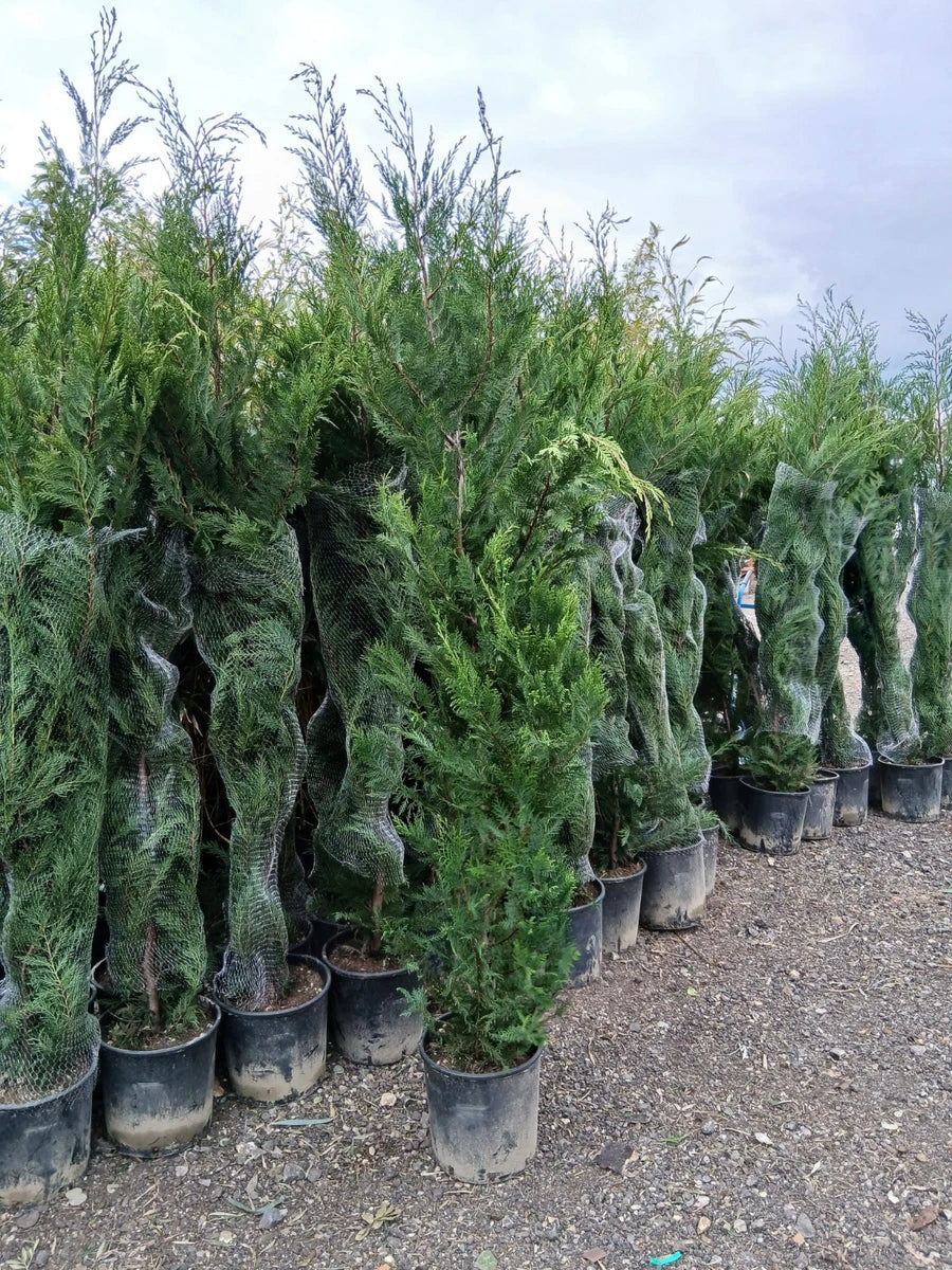 Leylandii Hedging Plants 20L Amazing Quality Quick Growing Approx 200cm