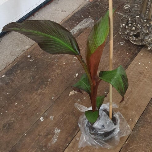 Ensete Maurelii Red Abysinnian Banana Plant 30-40cm Tall Exotic Plant