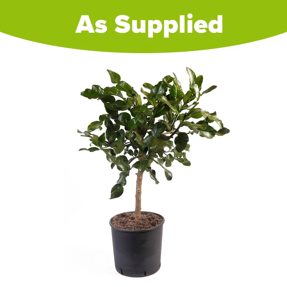 Citrus Tree, Kaffir Lime, Aromatic Thai Cooking Fruit, 70-90cm Tall, 4L Potted