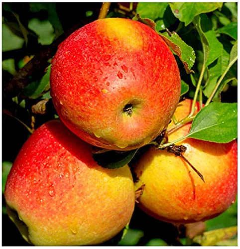 'Braeburn' Apple Tree 4-5ft Self-Fertile, Ready to Fruit, Crisp & Aromatic in a 6L