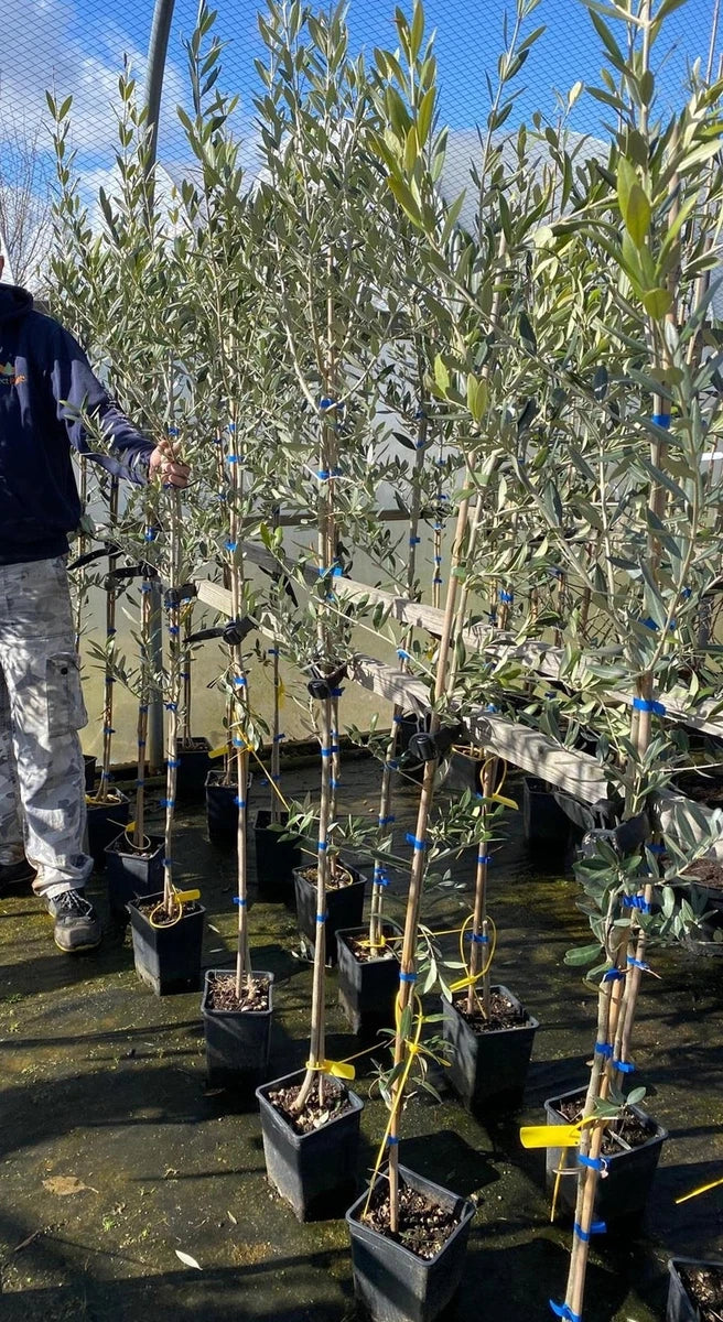 Olea Europaea Olive Tree 5ft Tall Supplied in a 3/4 Litre Pot