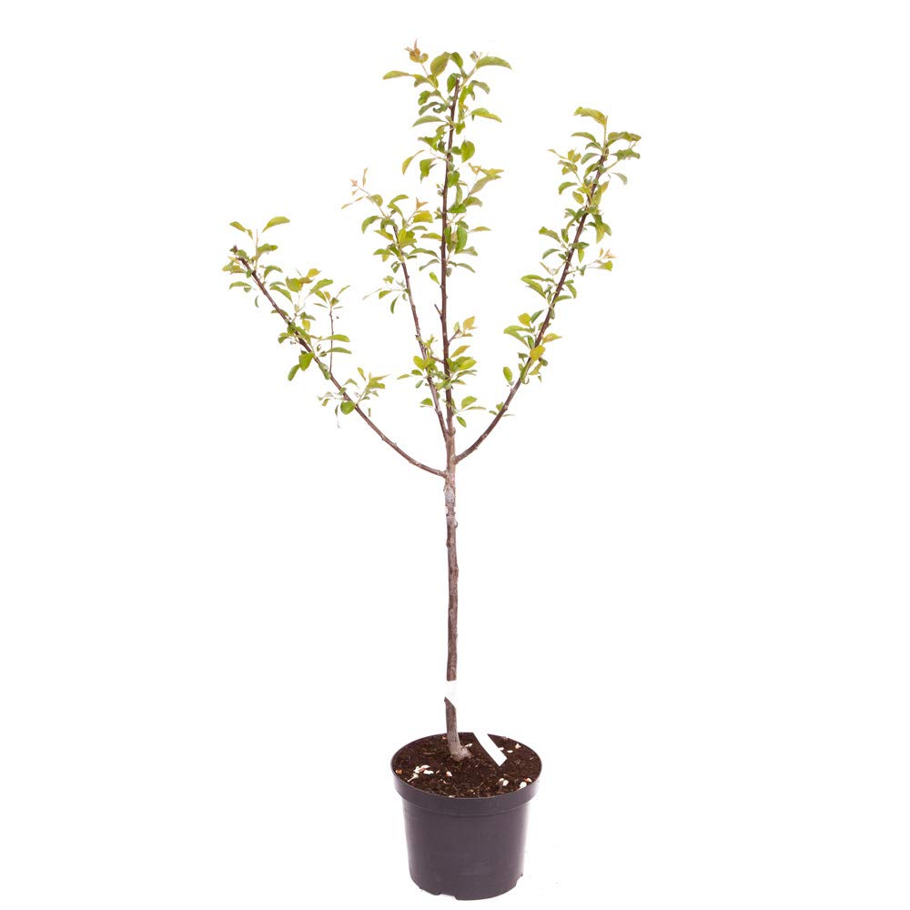 'Mirabelle de Nancy' Plum Patio Fruit Tree in a 5L Pot 90-110cm Tall