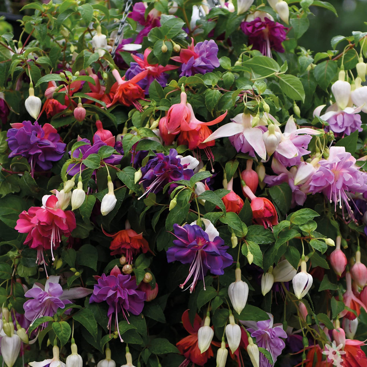 3 Fuchsia Garden Ready Plants Collection | Hardy Outdoor Shrubs in Plant Pots - 9cm Pots