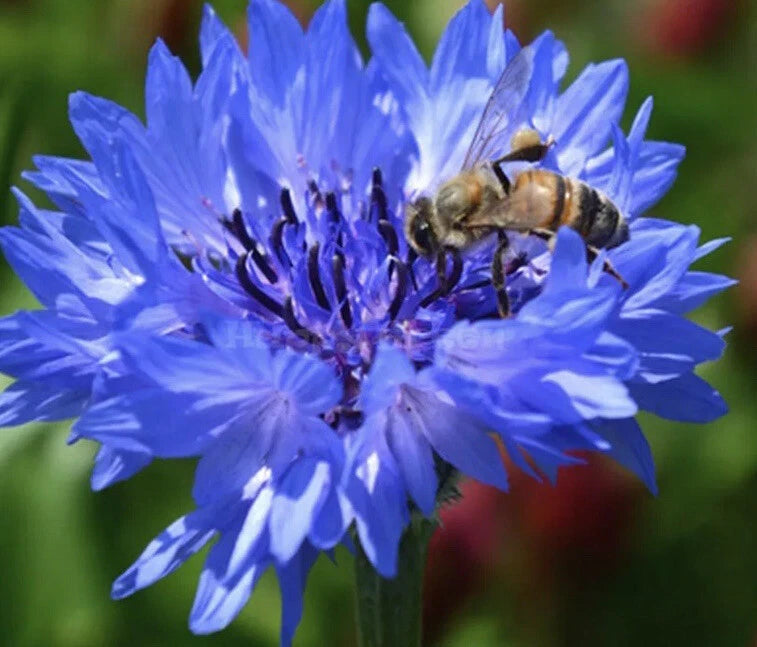 200 x Cornflower Blue Ball seeds.