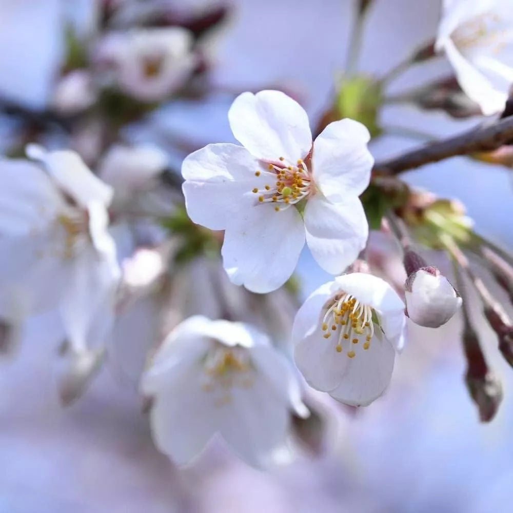 Cherry Tree - Prunus avium 'Stella' - Patio Fruit Tree 2-3ft in 5 Litre Pot