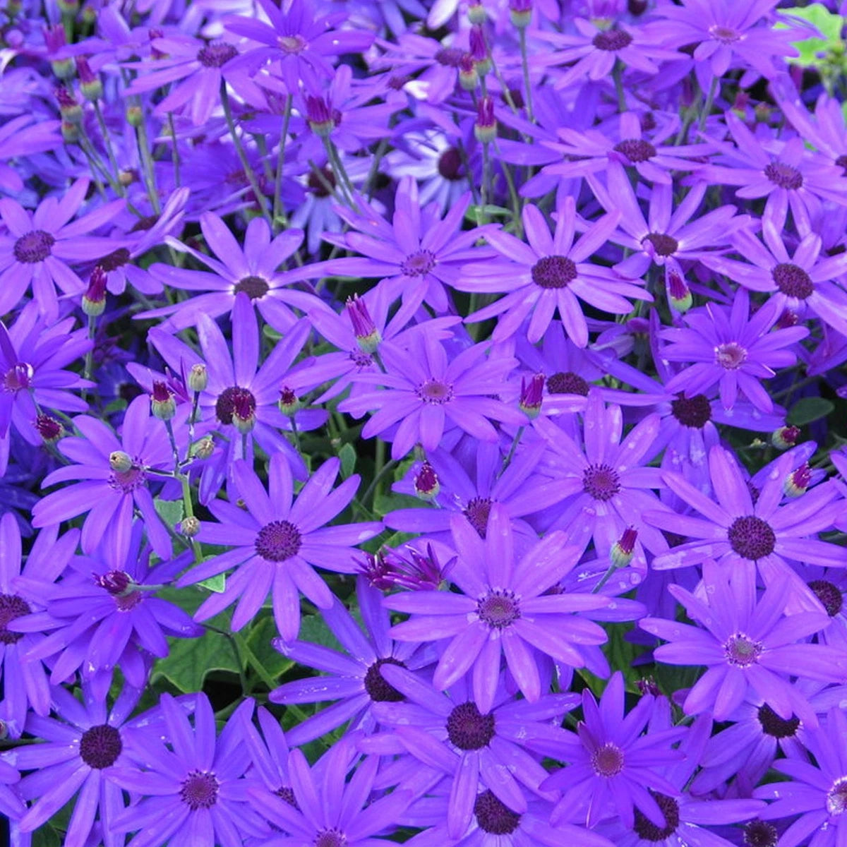 Senetti Deep Blue | Evergreen Perennial Summer Flowering Garden Plant in 2L Pot
