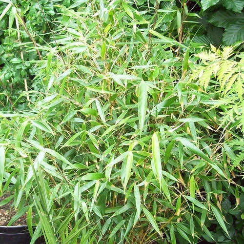 Umbrella Bamboo Fargesia Robusta Pingwu Fast Growing Screening Hedges - 14cm pot