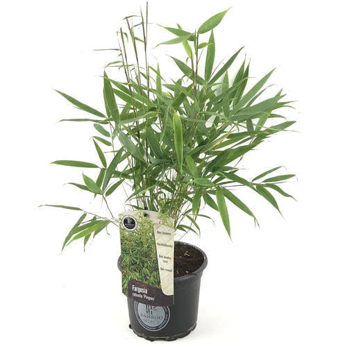 Umbrella Bamboo Fargesia Robusta Pingwu Fast Growing Screening Hedges - 14cm pot
