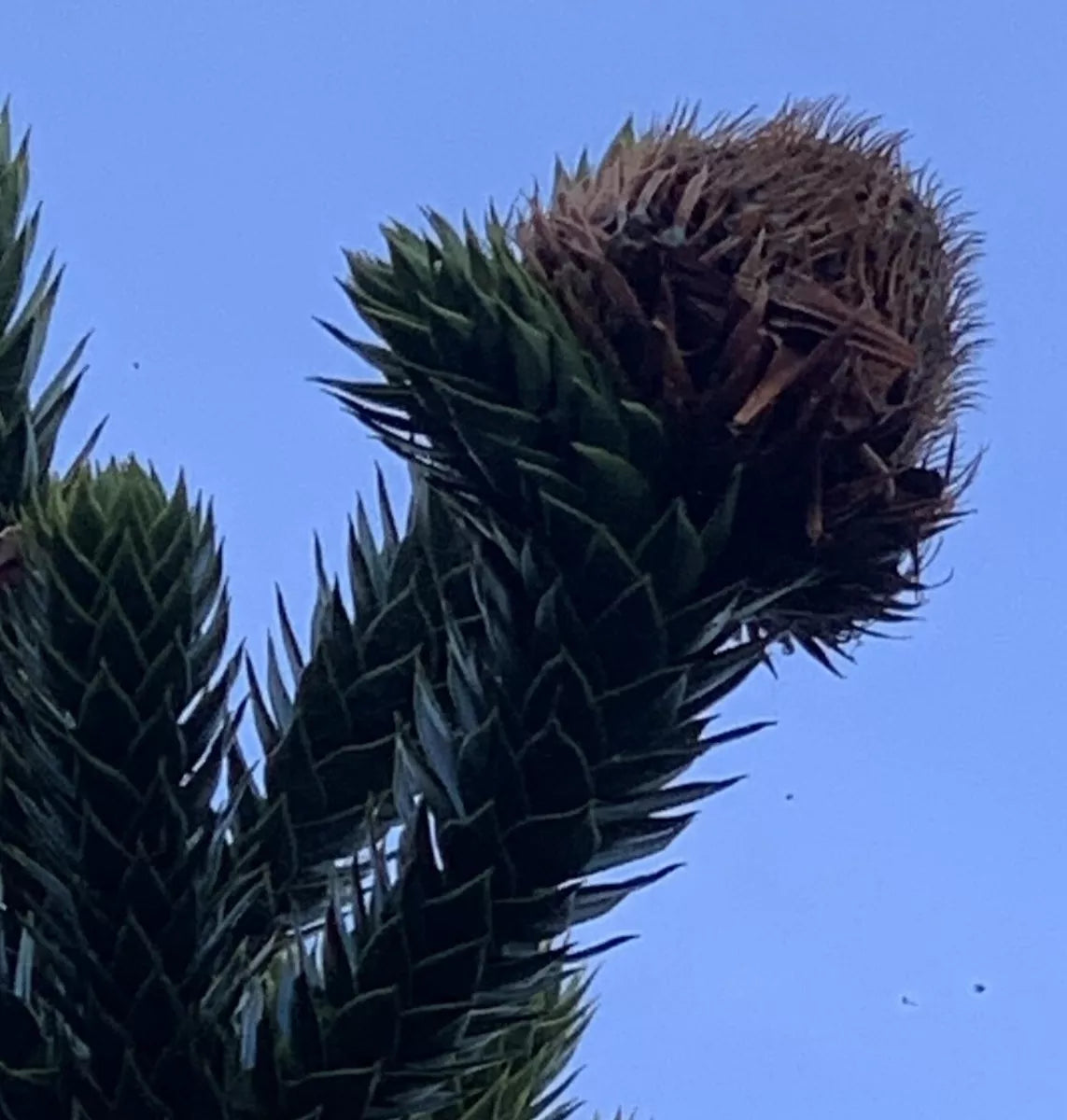 10 Monkey Puzzle Tree (Araucaria Arancana) Seeds. Fertile full viable seeds