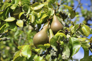Conference Pear Tree 3-4ft 4L Pot Self-Fertile & Heavy Cropper