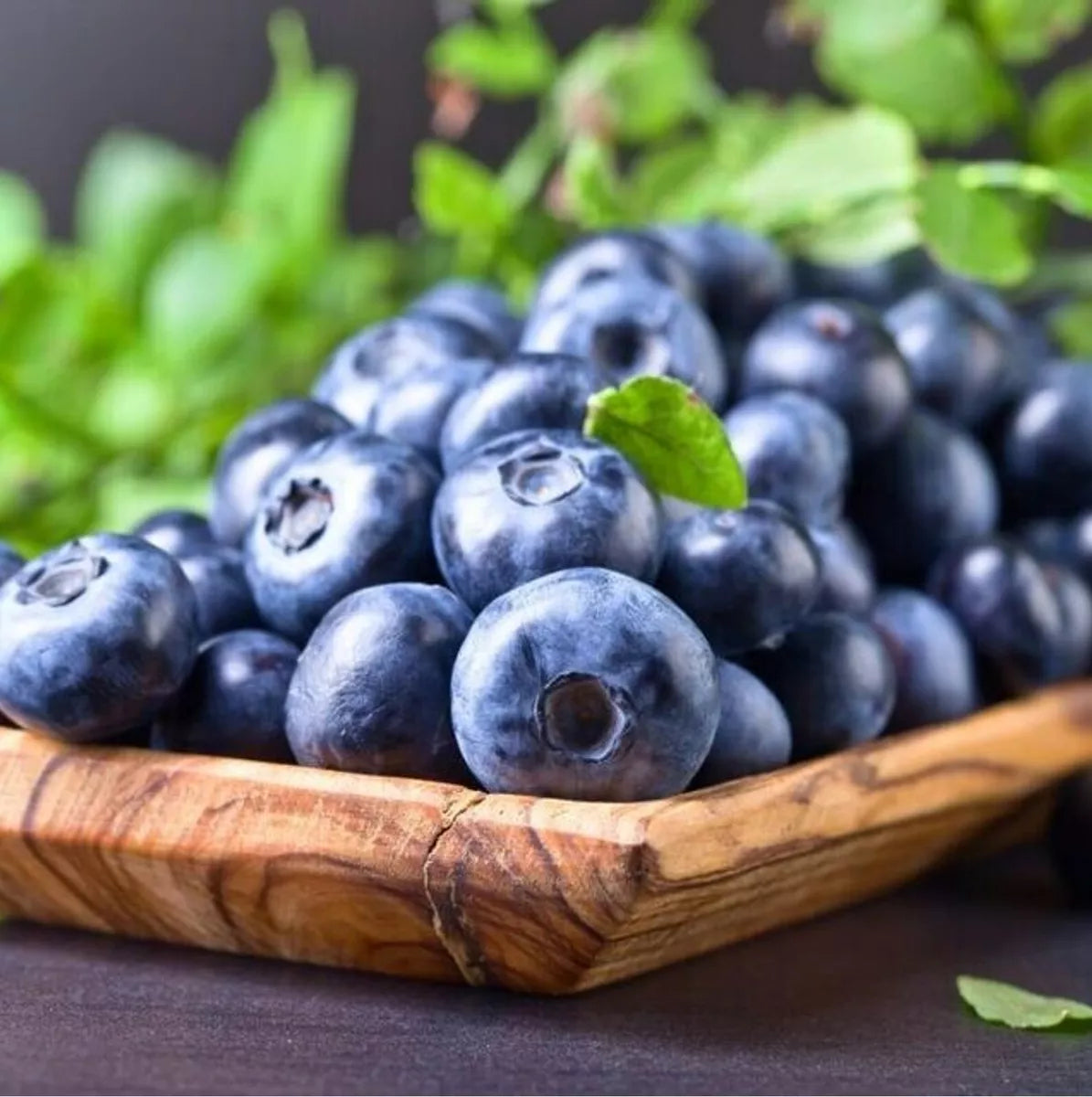 Blueberry, Pomegranate & Kiwi Fruit Plant Mix - 3 Fruit Plants in 9cm Pots