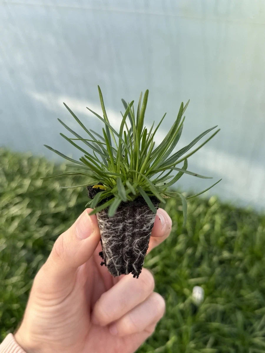 Armeria plug plants Rooted garden white flowers evergreen hardy sea thrift, pack of 4