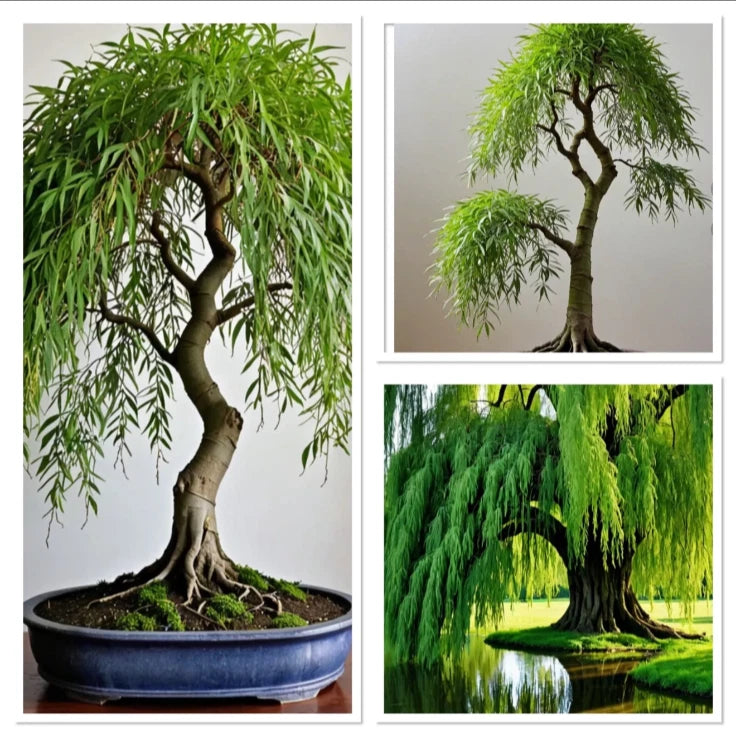 Golden Weeping Willow ideal for bonsai rooted cutting Fully hardy